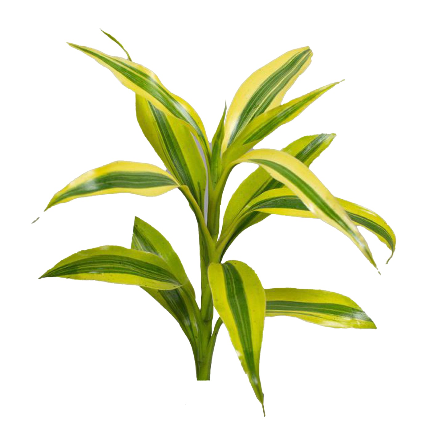 Lakpura Dracaena Sanderiana Gold (50 foglie), misura media