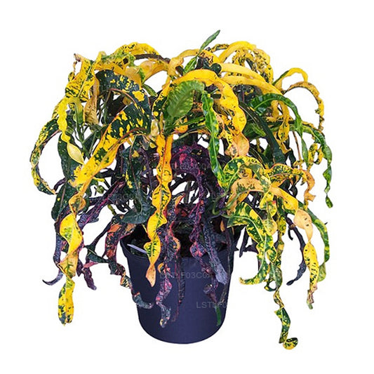 Lakpura Dreadlocks Croton (30 foglie)