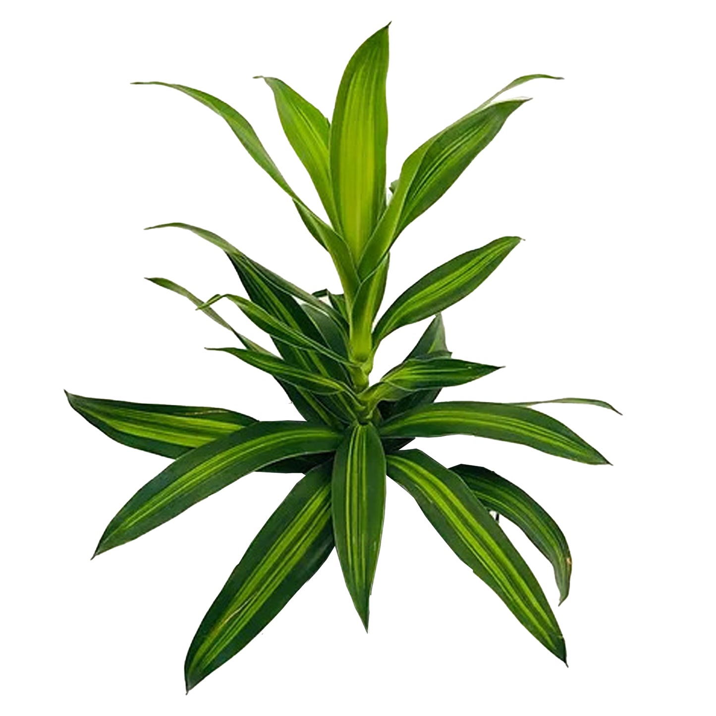 Lakpura Dracaena Reflexa «Song of Jamaica» (50 foglie), misura media