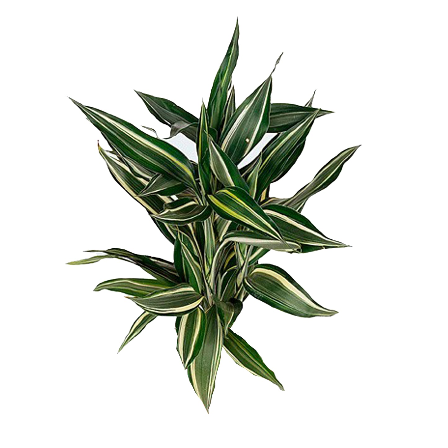 Lakpura Dracaena Sanderiana Victory (50 foglie), misura media