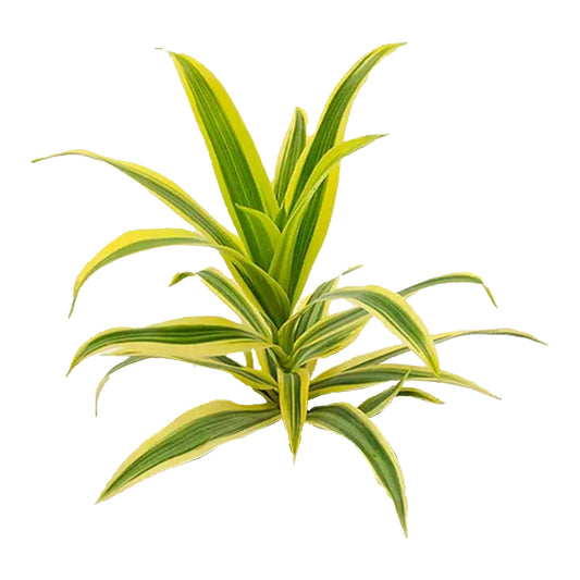 Lakpura Dracaena Reflexa «Song of India» (50 foglie), misura media