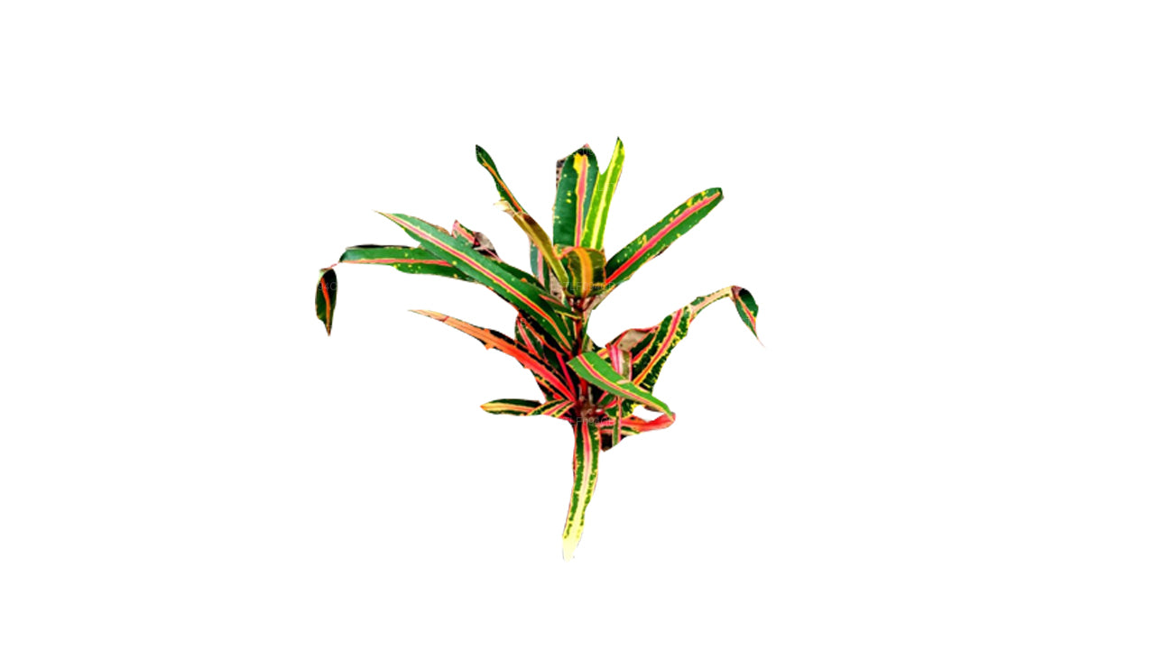 Lakpura Victoria Gold Bell Croton (50 foglie)