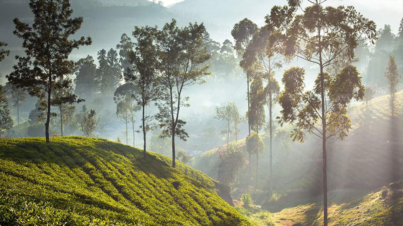 Nuwara Eliya da Colombo (2 giorni)