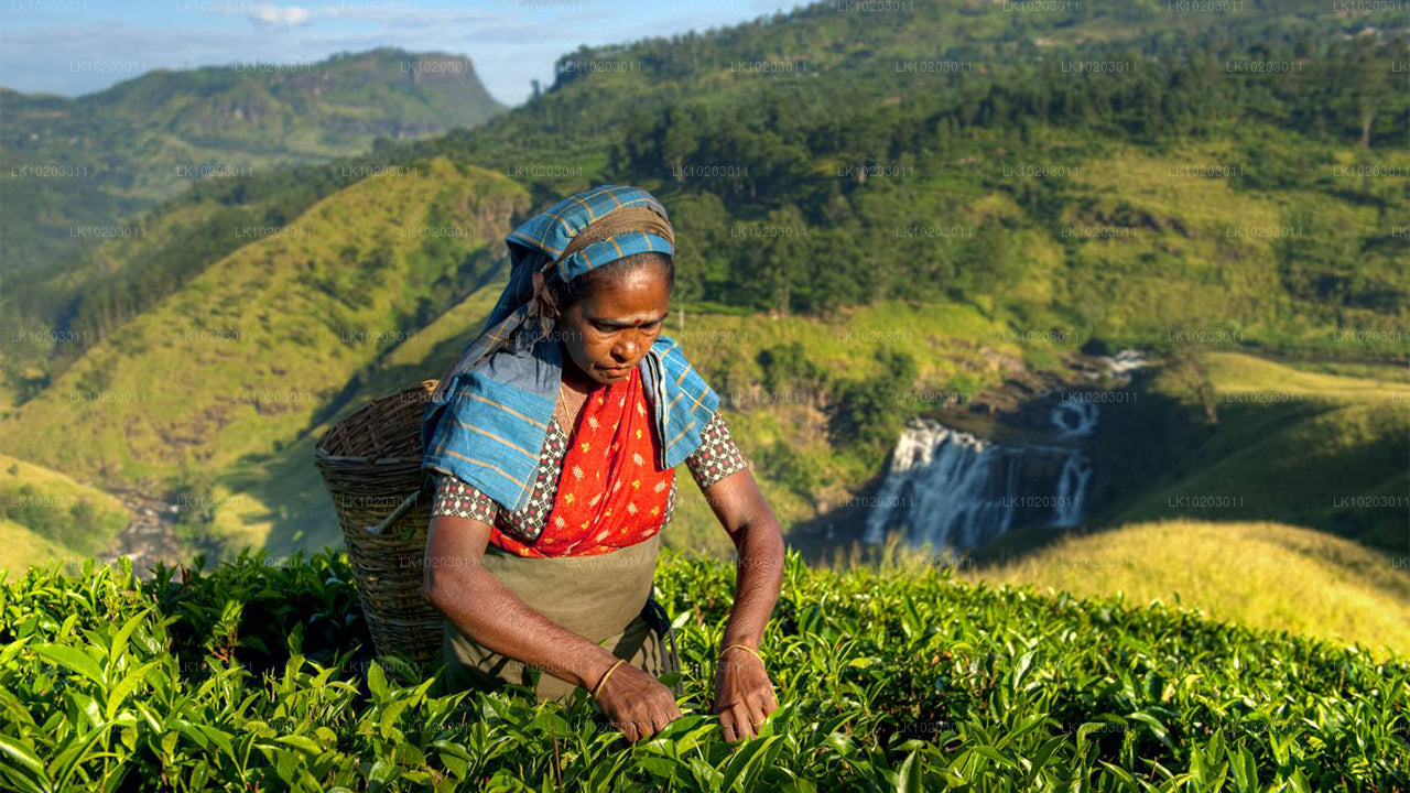 Nuwara Eliya da Colombo (2 giorni)