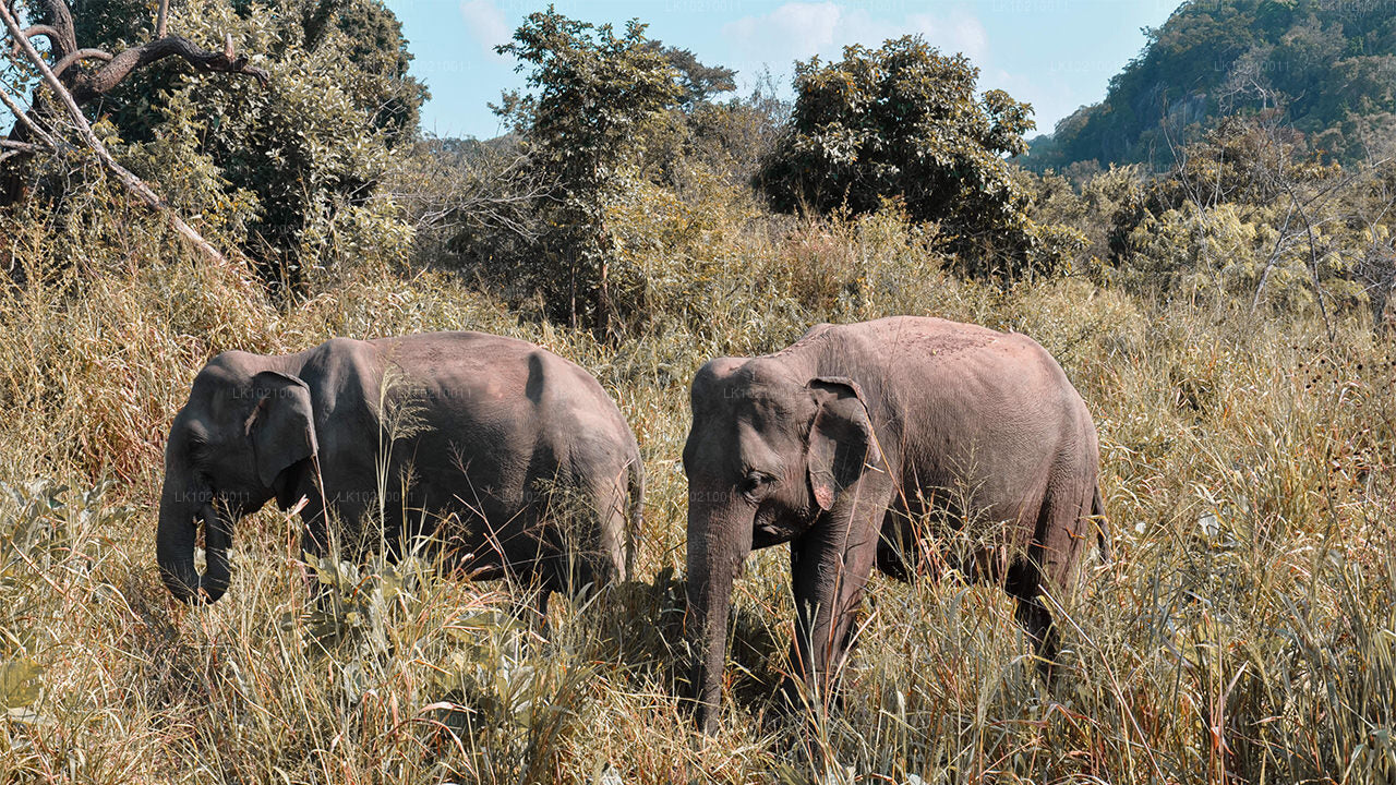 Tour della fauna selvatica e del patrimonio mondiale da Galle (2 giorni)