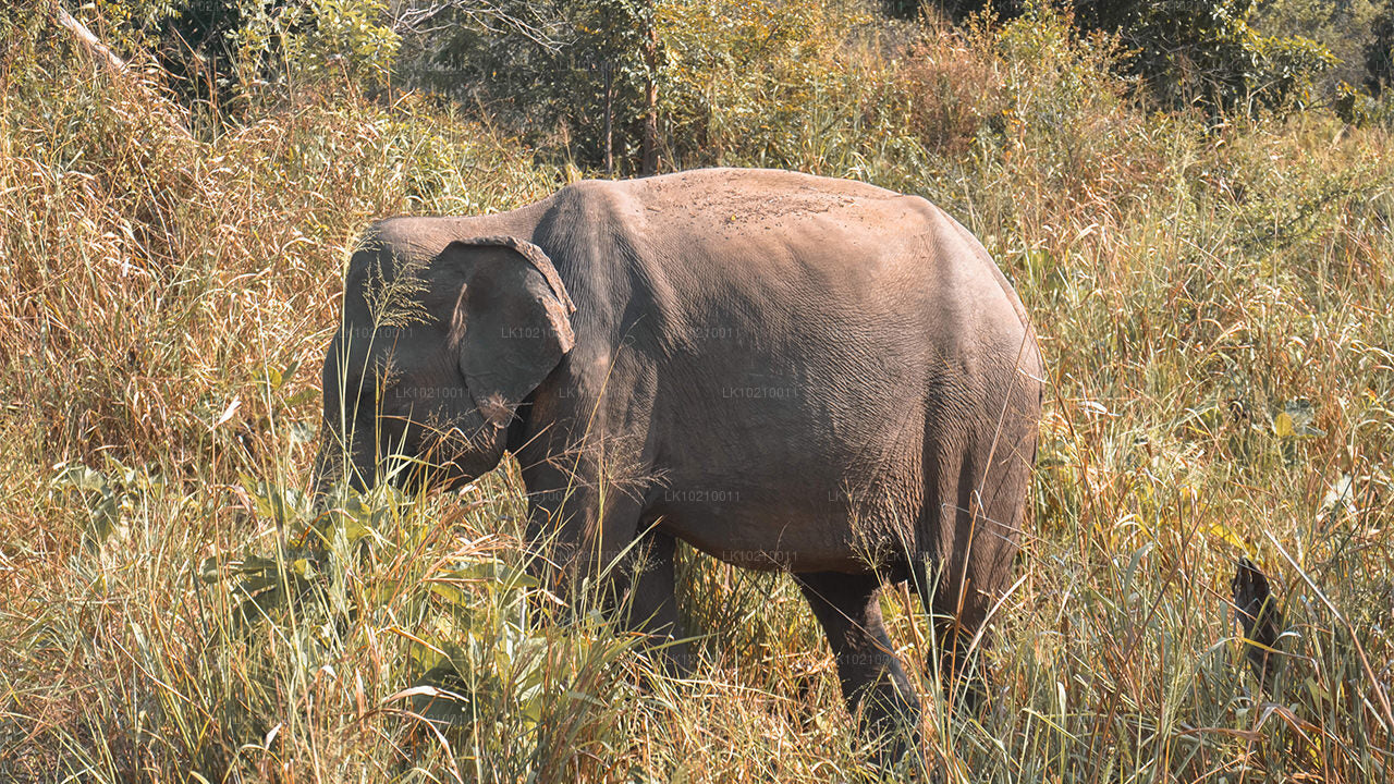 Tour della fauna selvatica e del patrimonio mondiale da Galle (2 giorni)