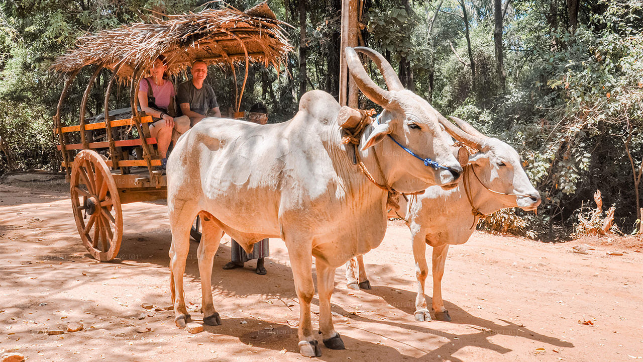 Tour della fauna selvatica e del patrimonio mondiale da Galle (2 giorni)