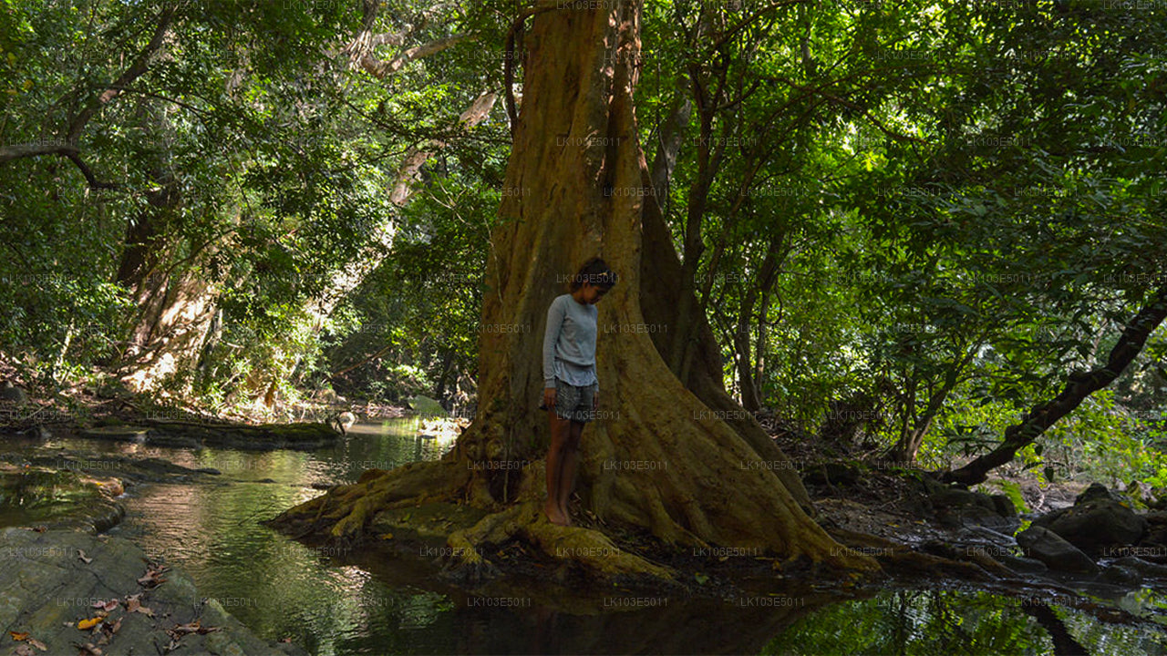 Tour ecologici dello Sri Lanka (3 giorni)