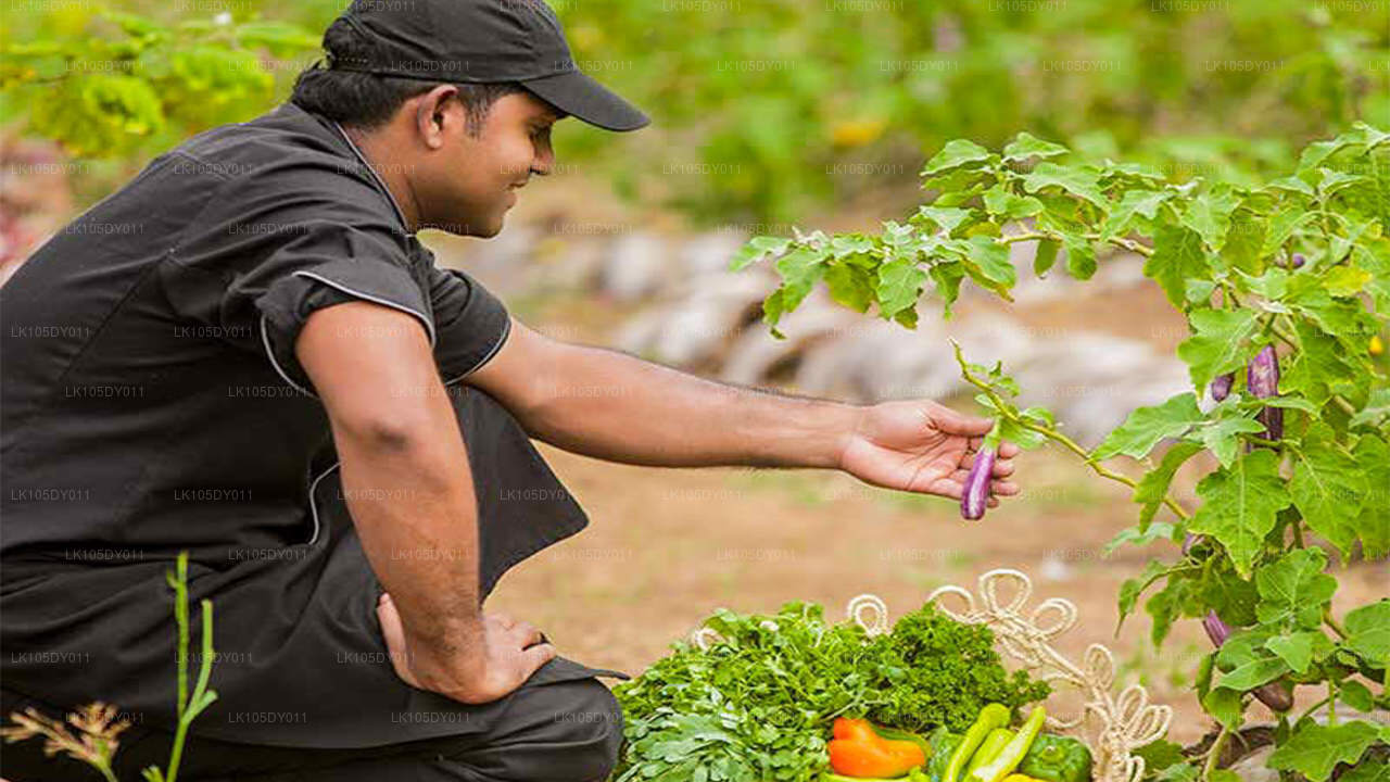 Agro Tour dello Sri Lanka (5 giorni)