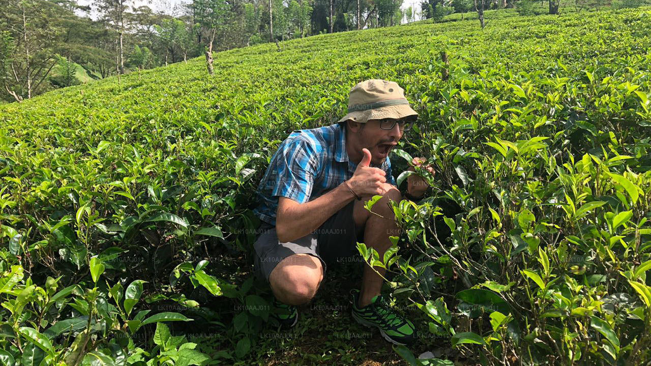 Tour del tè di Ceylon (10 giorni)
