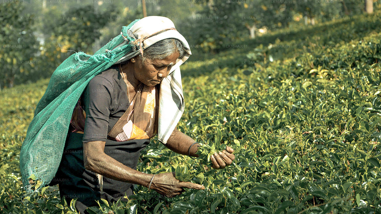 Tour del tè di Ceylon (10 giorni)
