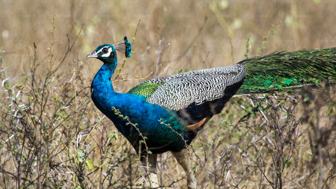 Tour degli uccelli e della fauna selvatica (11 giorni)