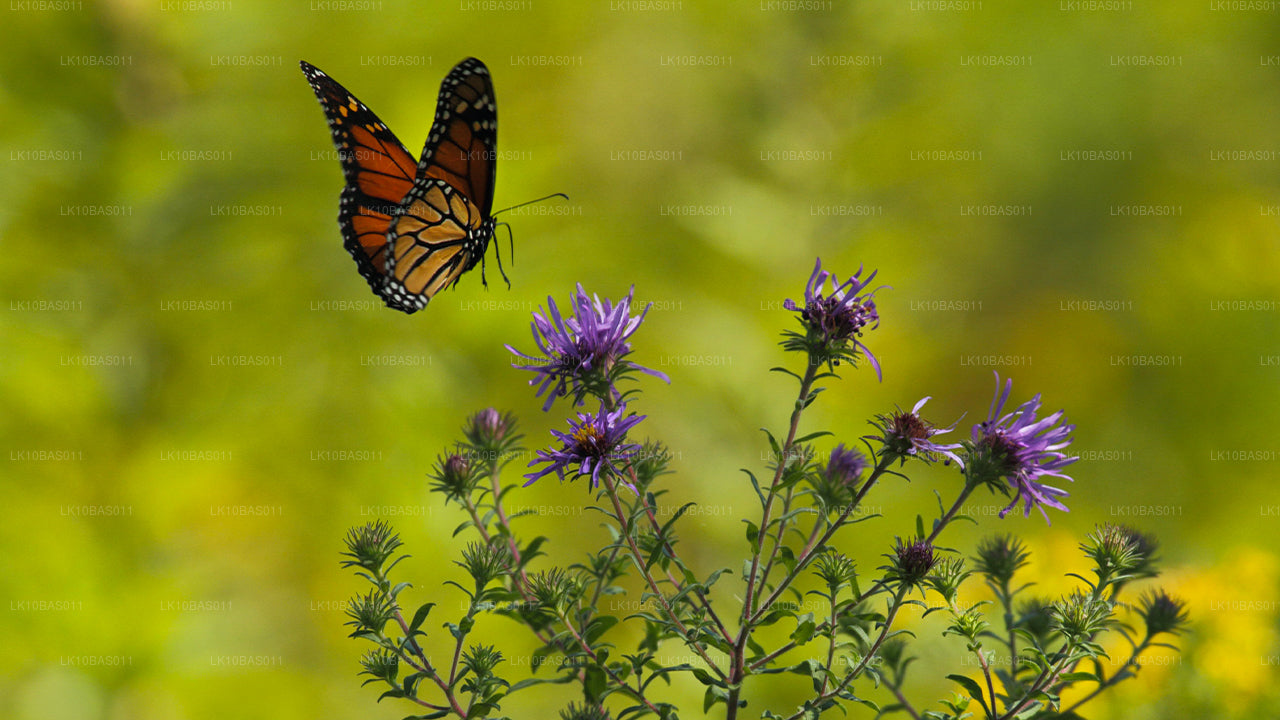 Butterfly Trail (11 giorni)