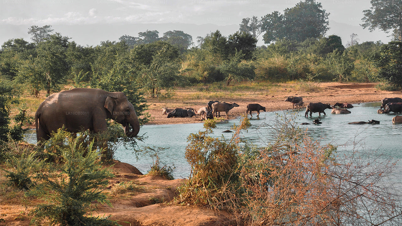 Trail Around Ceylon (13 giorni)