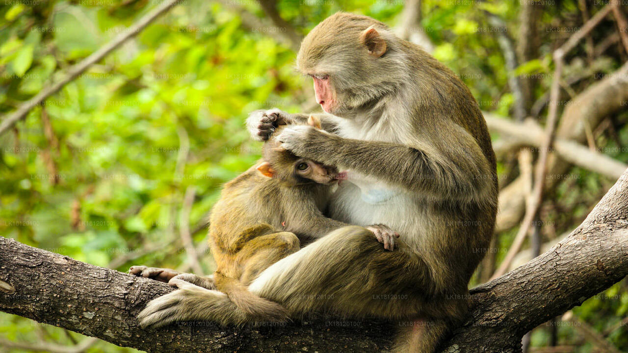 Esplora il Regno delle Scimmie da Polonnaruwa