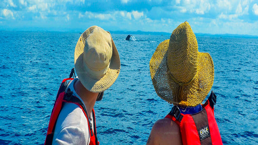 Tour in barca per osservare le balene da Ahungalla