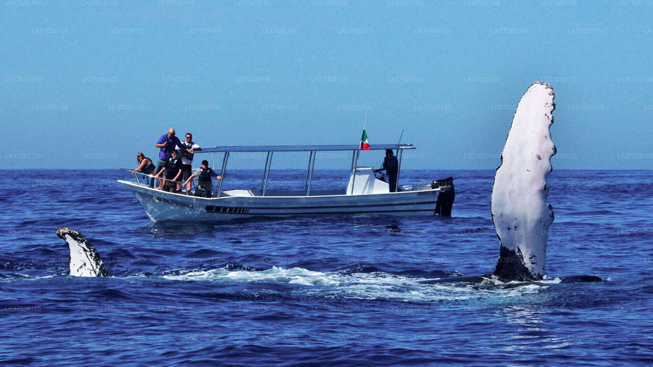 Tour in barca per osservare le balene da Ahungalla