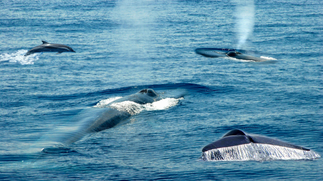 Tour in barca per osservare le balene da Ahungalla