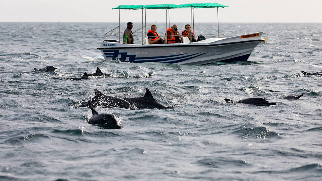 Tour in barca per osservare le balene da Ahungalla