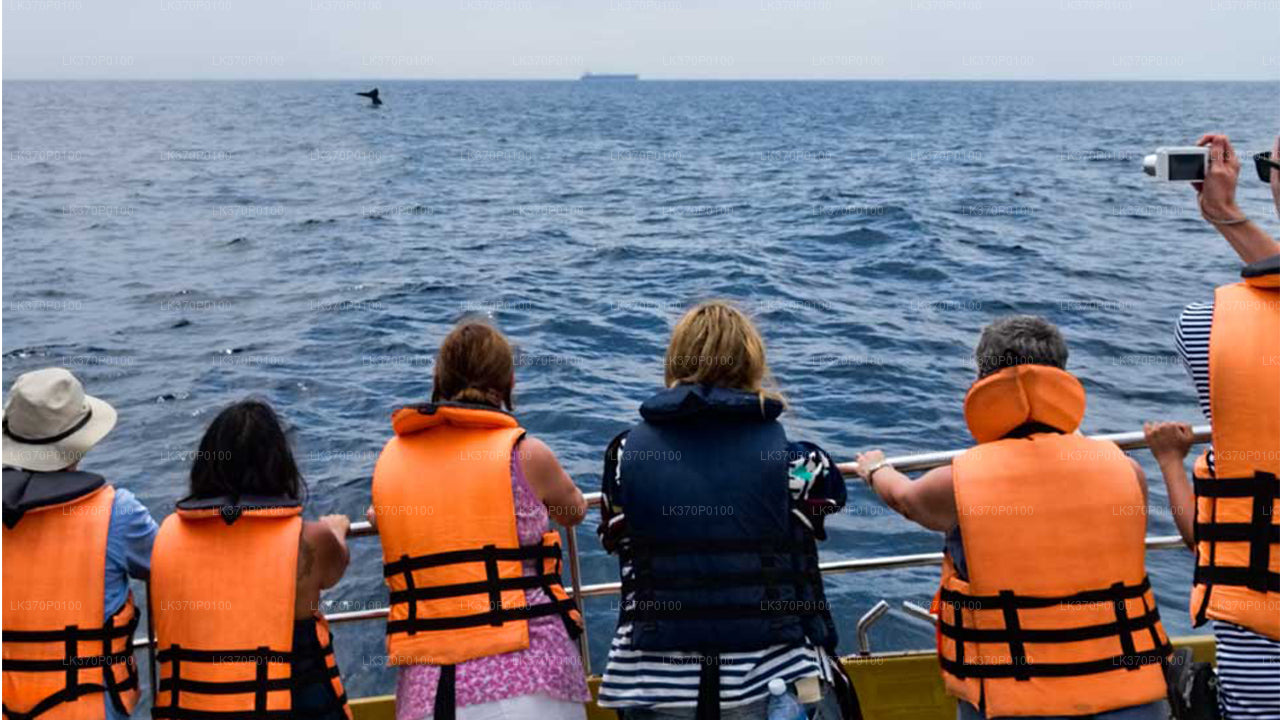 Whale Watching Boat Tour from Galle