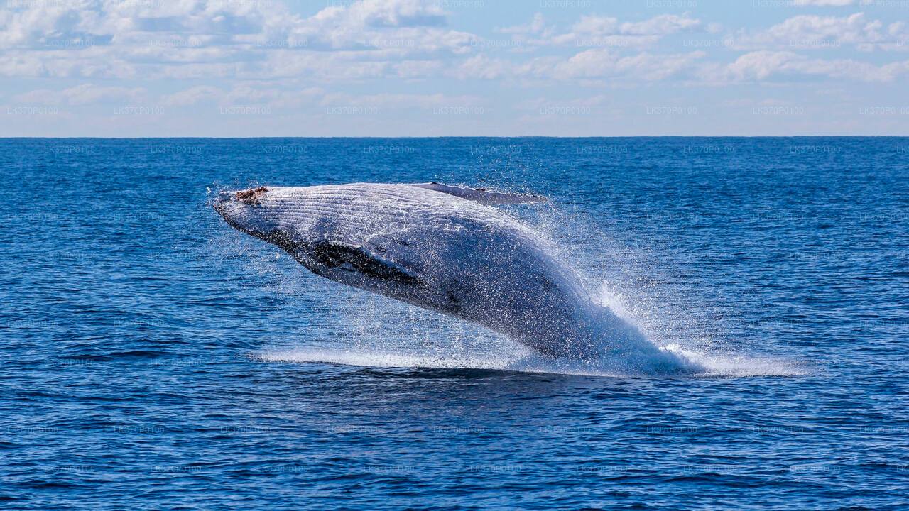 Whale Watching Boat Tour from Tangalle