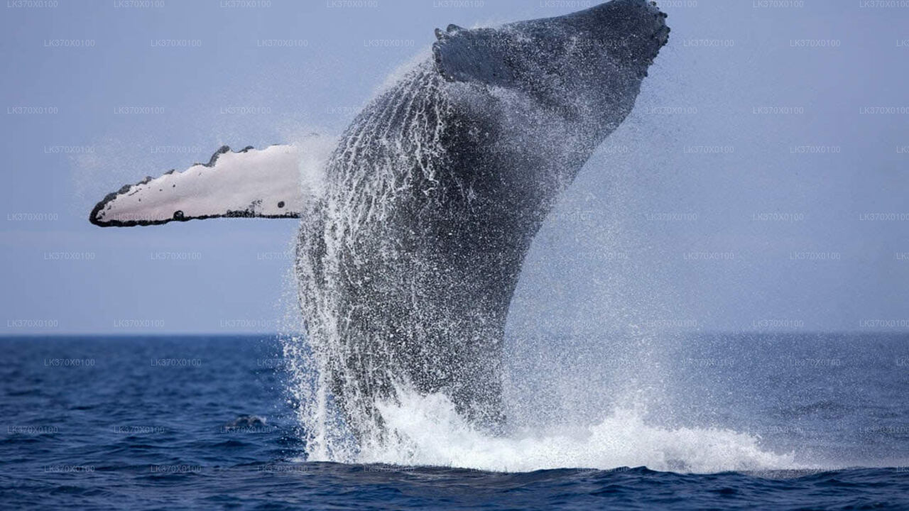 Escursione in barca per avvistare le balene da Hikkaduwa