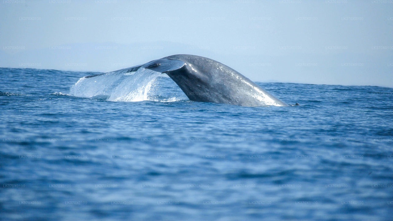 Escursione in barca per avvistare le balene da Hikkaduwa