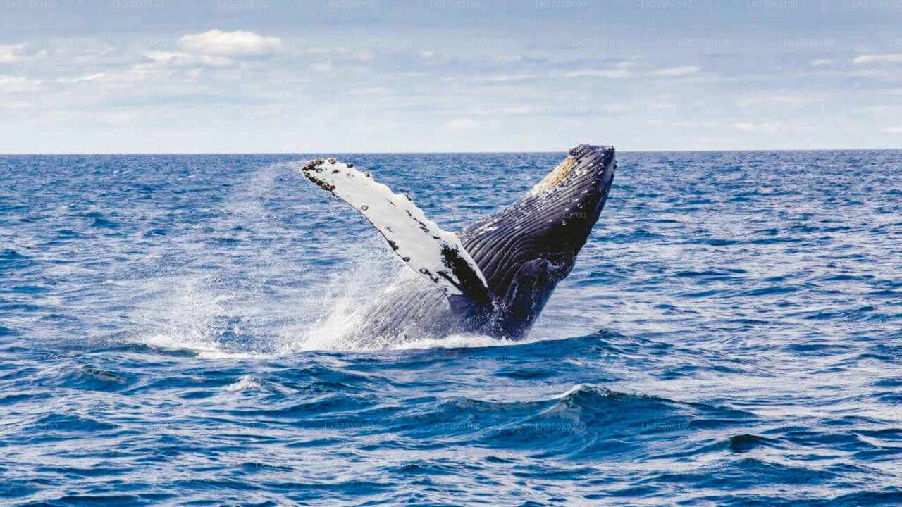 Escursione in barca per avvistare le balene da Hikkaduwa