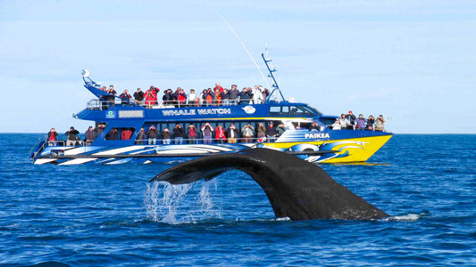 Tour in barca per osservare le balene da Kalpitiya