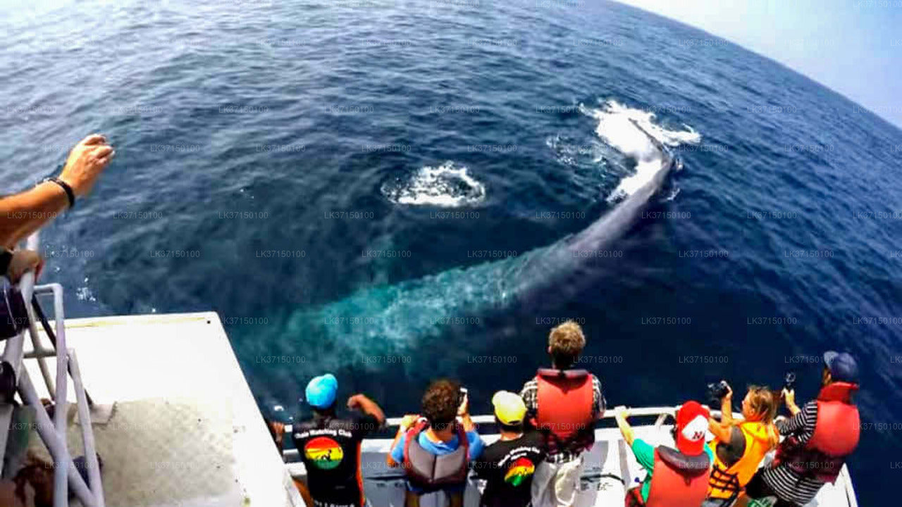 Tour in barca per osservare le balene da Kalpitiya