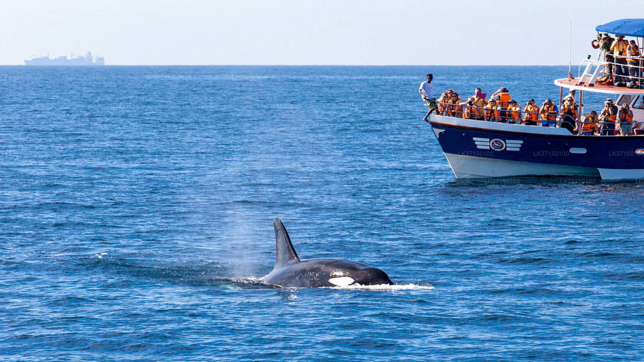 Tour in barca per osservare le balene da Kalpitiya