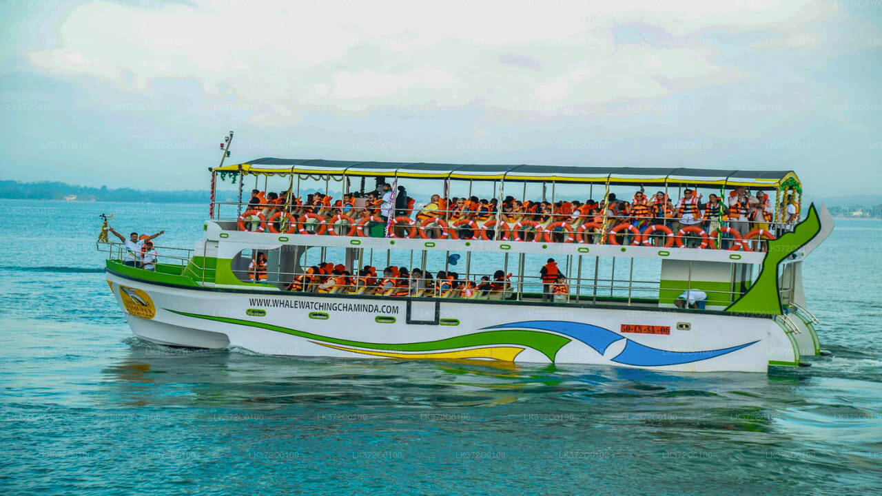 Tour in barca per osservare le balene a Mirissa