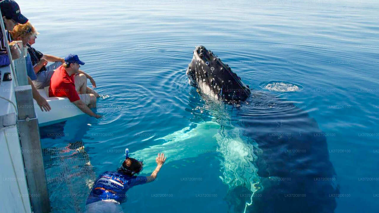 Tour in barca per osservare le balene a Mirissa