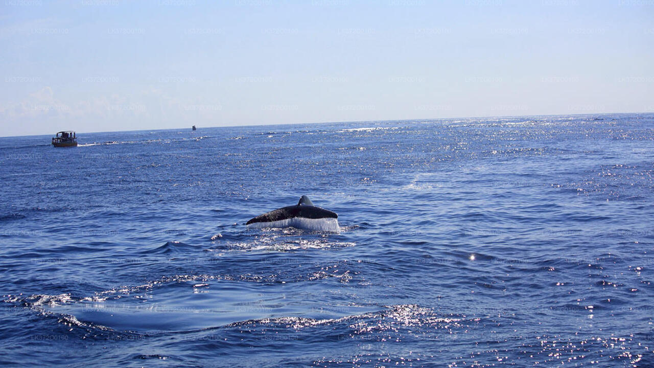 Tour in barca per osservare le balene a Mirissa