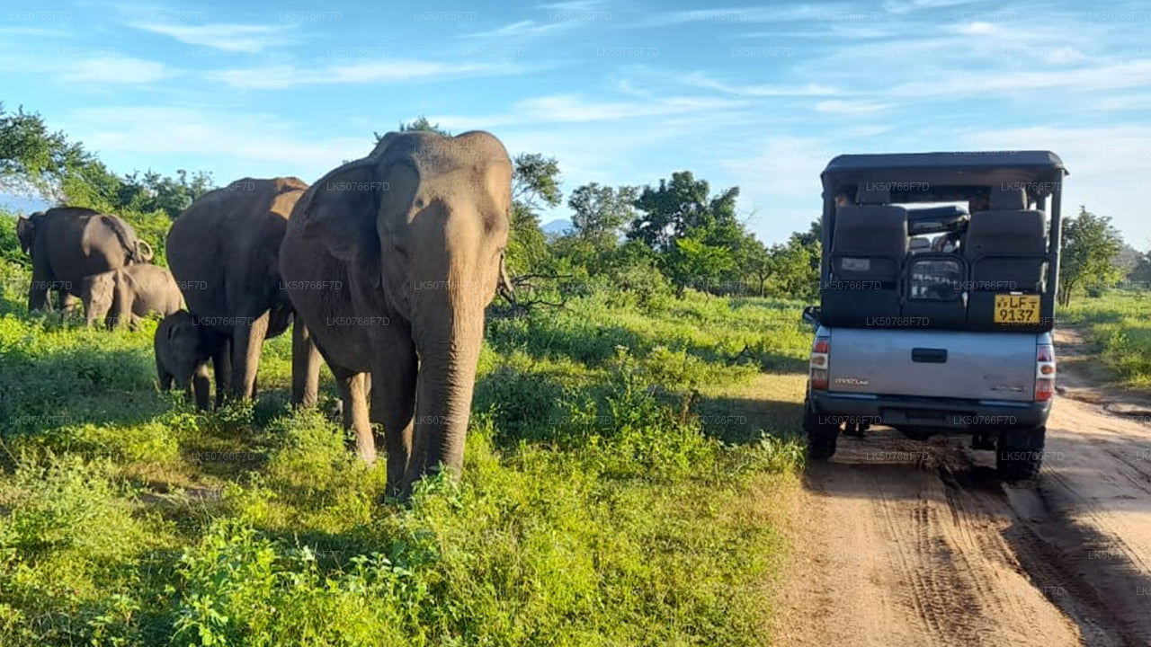 Safari privato nel Parco Nazionale Udawalawe con naturalista