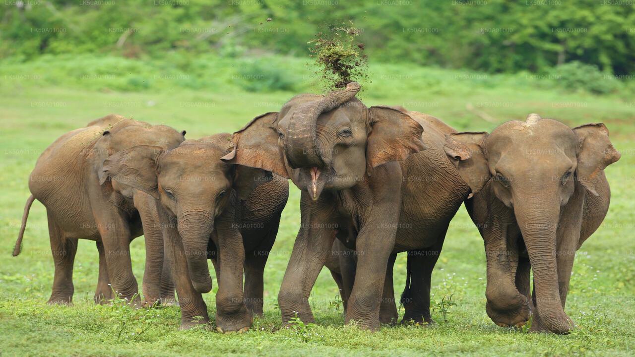 Safari privato nel Parco Nazionale Udawalawe con naturalista