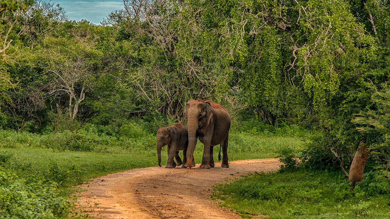 Safari privato nel parco nazionale di Udawalawe