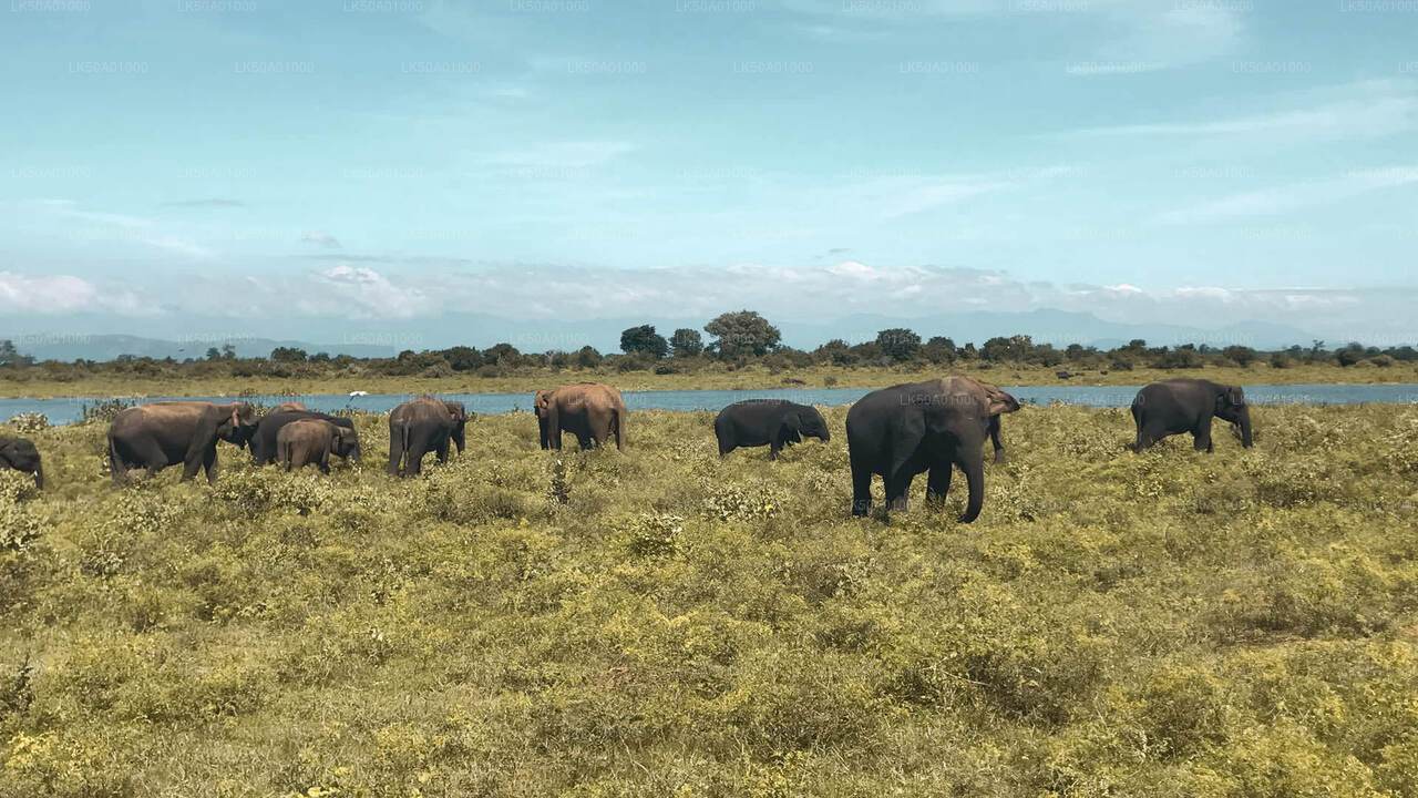 Safari privato nel Parco Nazionale Udawalawe con naturalista