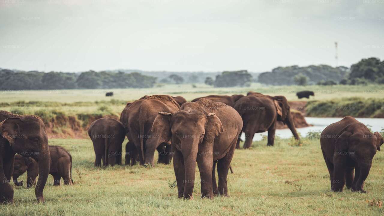 Safari privato nel Parco Nazionale di Minneriya