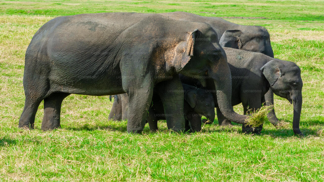 Safari privato nel Parco Nazionale di Minneriya da Sigiriya