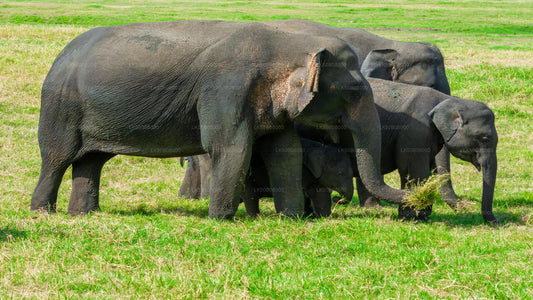 Safari privato alla scoperta del Grande Elefante da Minneriya