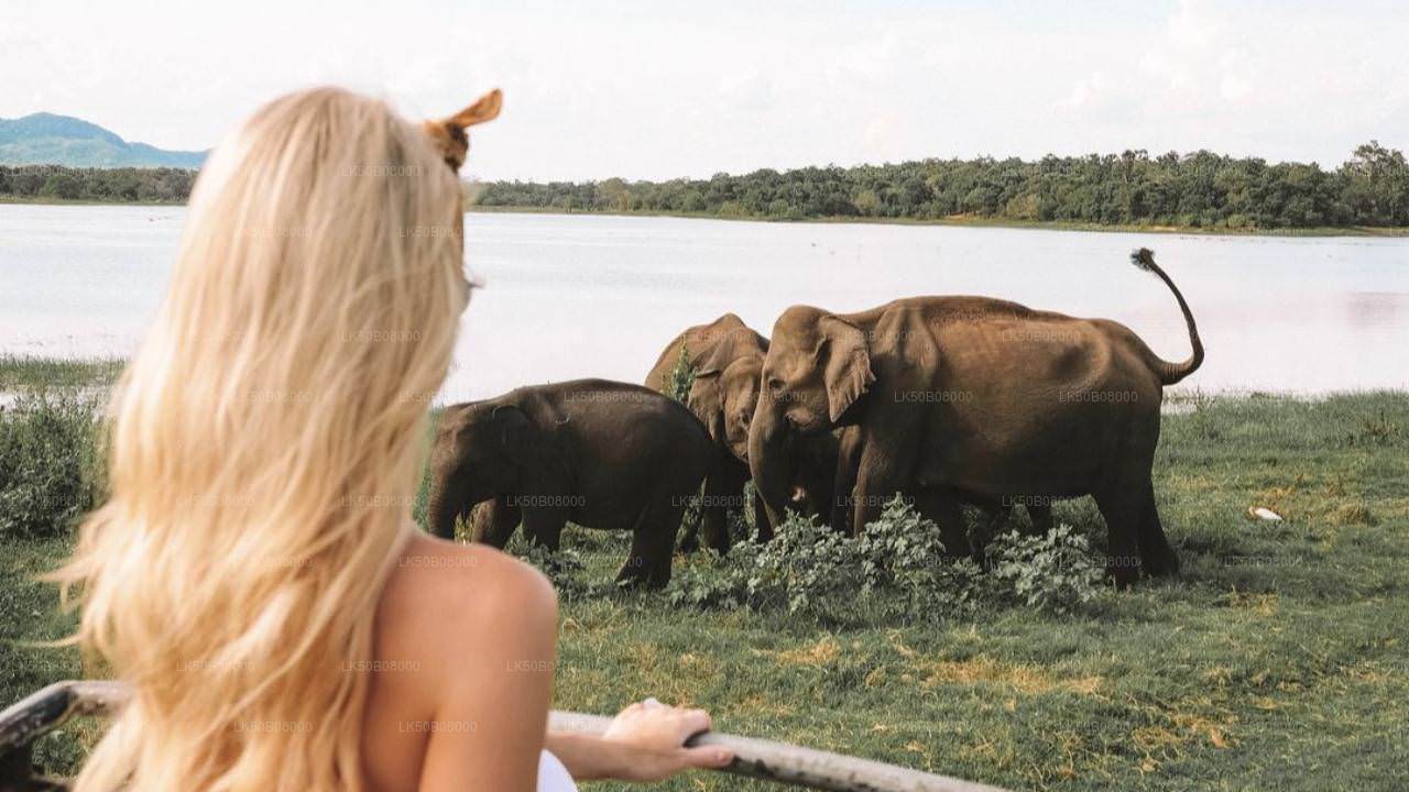 Safari privato alla scoperta del Grande Elefante da Minneriya