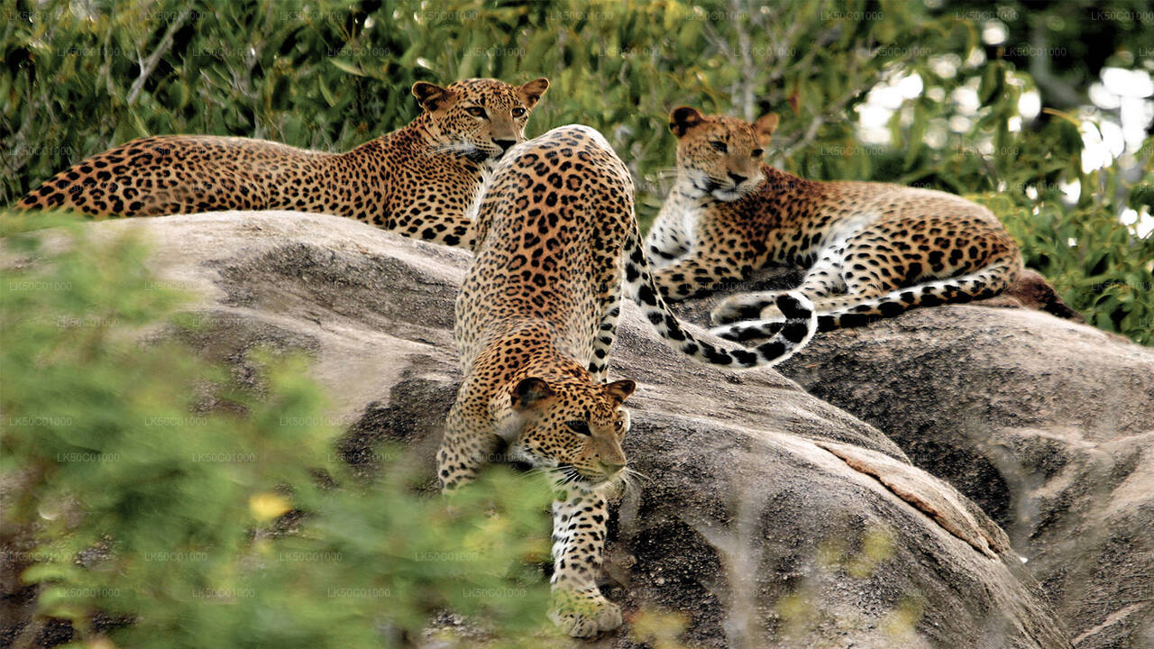 Safari privato nel Parco Nazionale di Yala