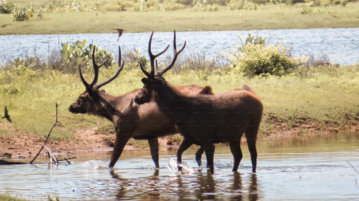 Safari privato nel Parco Nazionale di Yala