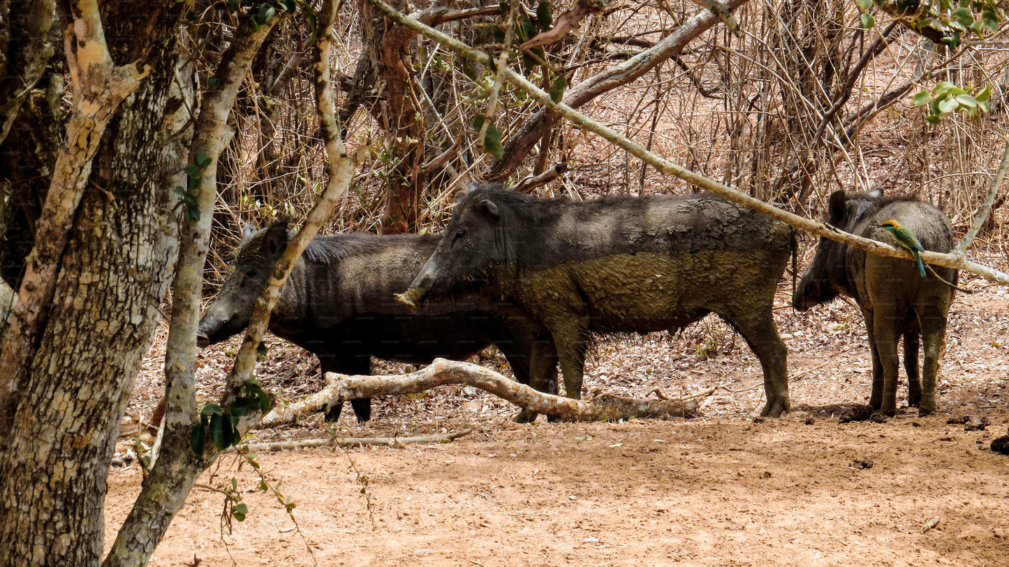 Safari privato nel Parco Nazionale di Yala