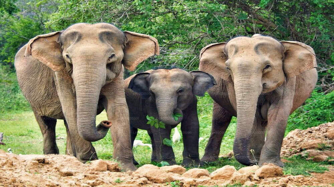 Safari nel Parco Nazionale di Yala da Tissamaharama