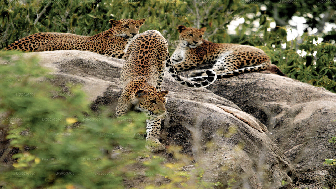 Safari nel Parco Nazionale di Yala da Tissamaharama