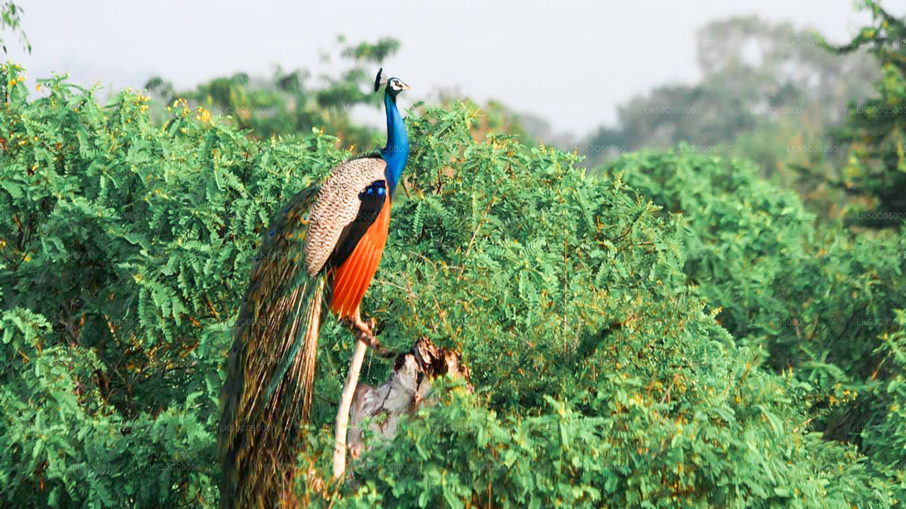 Safari nel Parco Nazionale di Yala da Tissamaharama