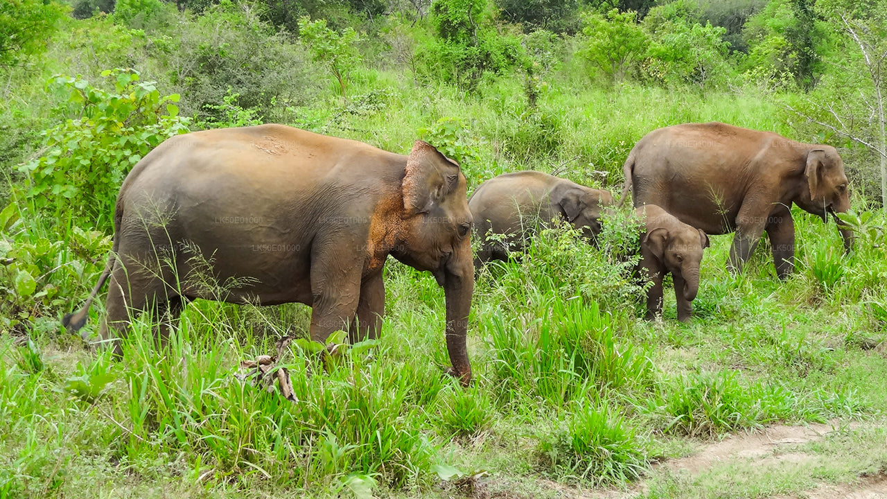 Safari privato al parco ecologico Hurulu