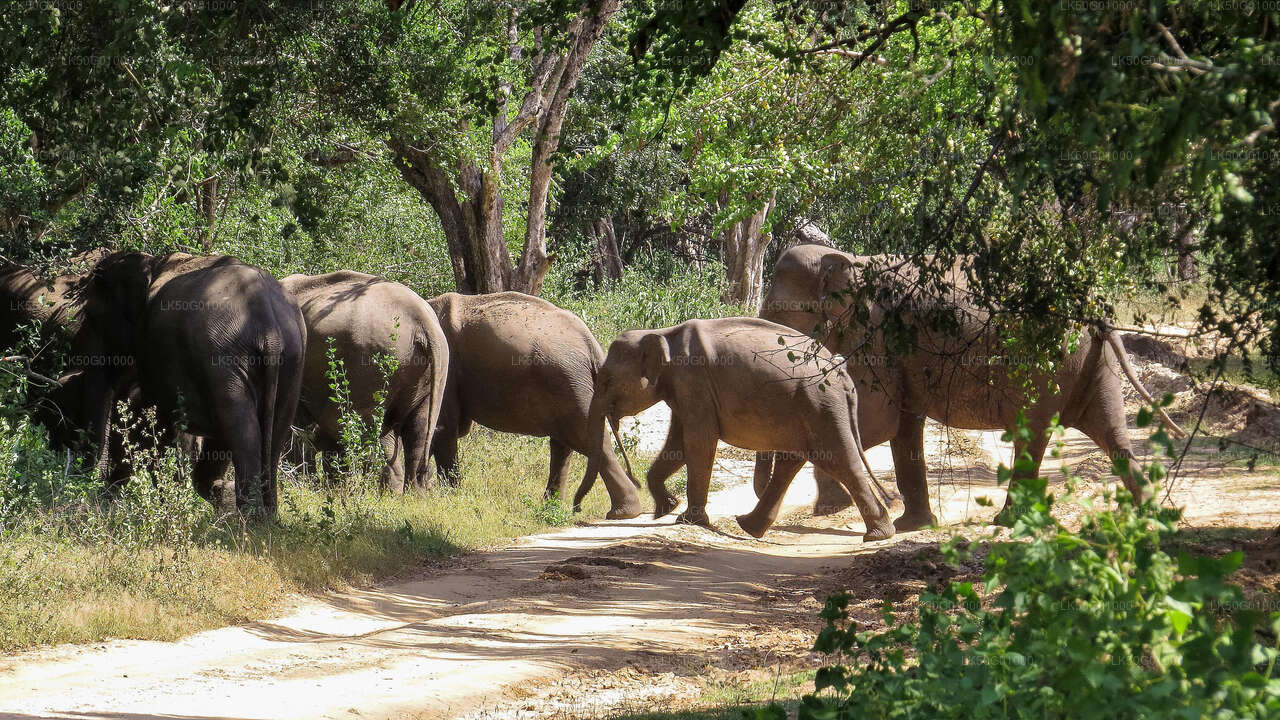 Safari privato nel Parco Nazionale Udawalawe con naturalista